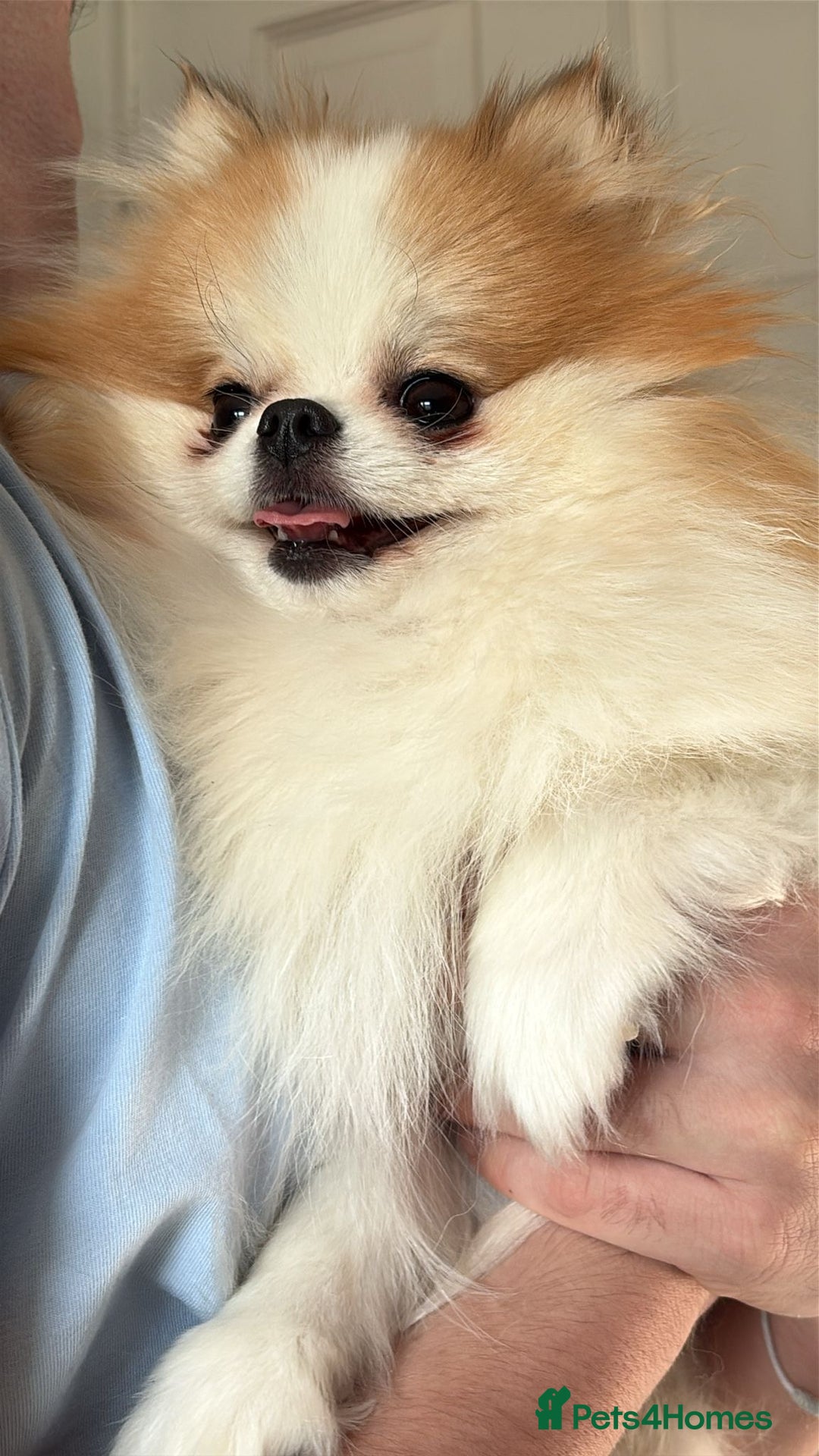 Pomeranian dogs for sale: KC Registered Female Pomeranian - Advert 2
