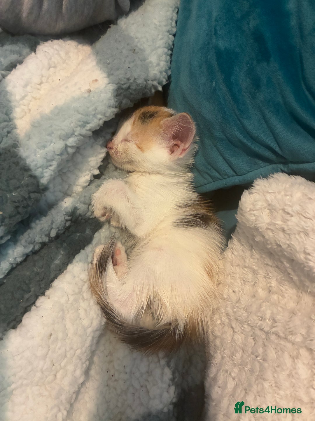 Domestic Shorthair cats for sale: Beautiful ginger & tabby kittens available 20 Dec - Advert 18