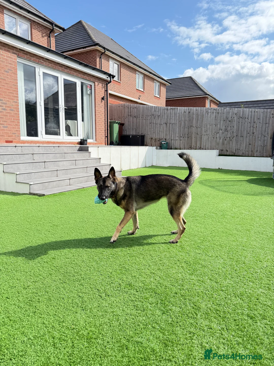 German Shepherd dogs for sale: Lovely German Shepherd Girl -Rare GSD Working Line - Advert 4