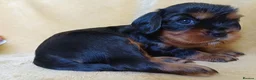Cavalier King Charles Spaniel dogs for sale: Choc & Tan carriers - CKC Spaniel Puppies - Advert 13