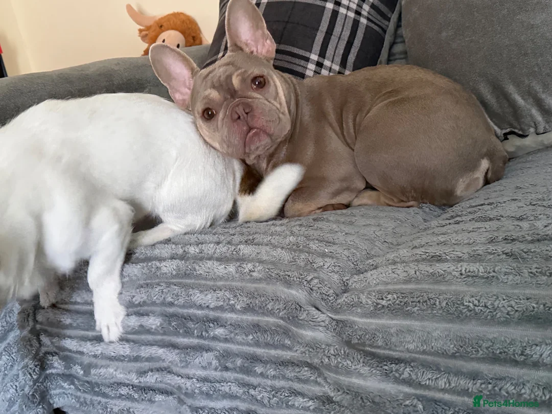 French Bulldog dogs for sale: 1 year old French bulldog female in Newtown - Advert 2