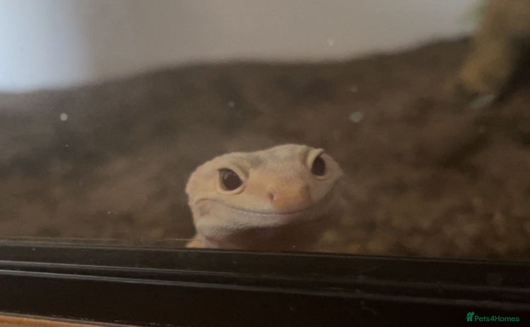 Leopard Gecko reptiles - Advert 1