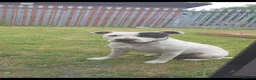 Staffordshire Bull Terrier dogs for stud: Up for stud  - Advert 1