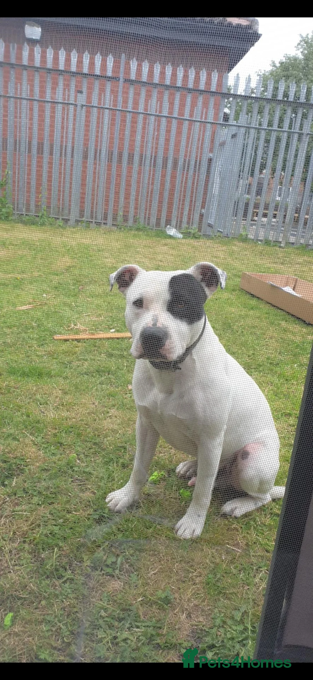 Staffordshire Bull Terrier dogs for stud: Up for stud  - Advert 1
