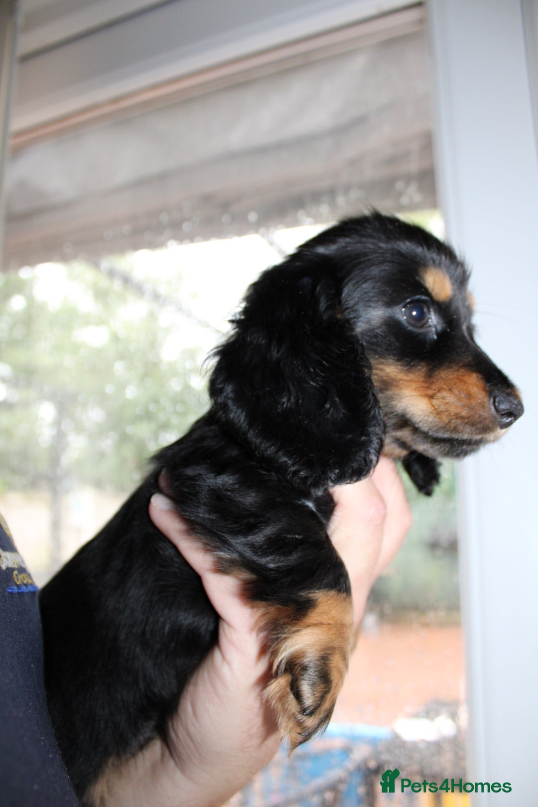 Miniature Dachshund dogs for sale: Black cream and black tan  - Image 9