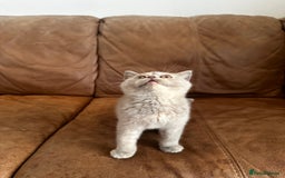 British Shorthair cats for sale: READY NOW GCCF REG CHUNKY CHOCOLATE  BS KITTENS  - Image 11