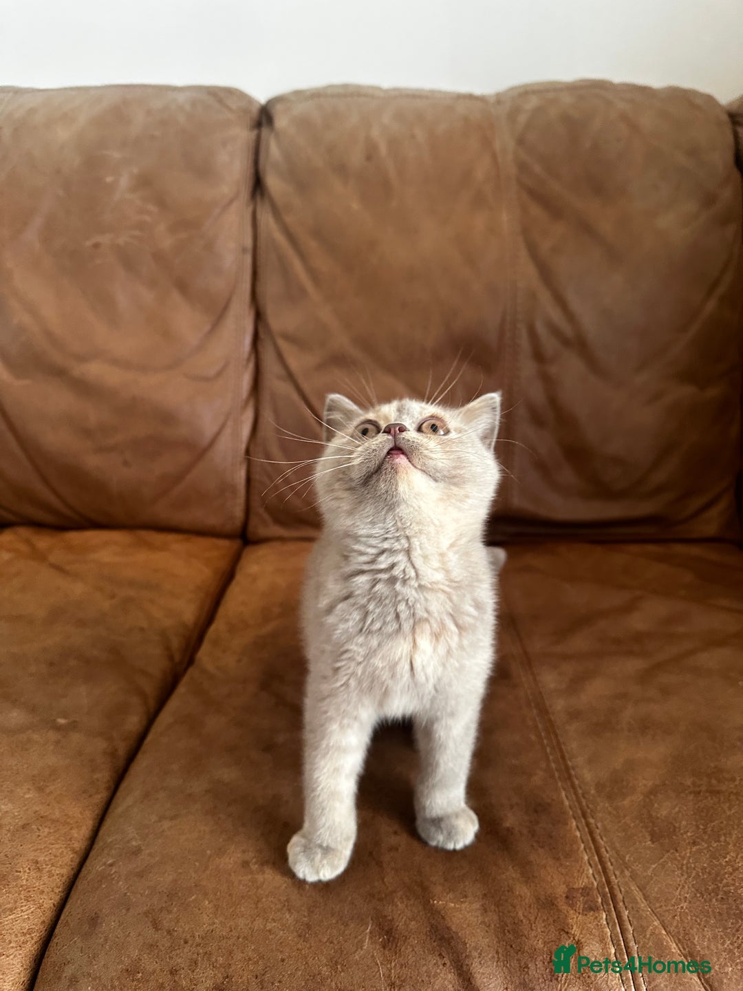 British Shorthair cats for sale: READY NOW GCCF REG CHUNKY CHOCOLATE  BS KITTENS  - Image 11
