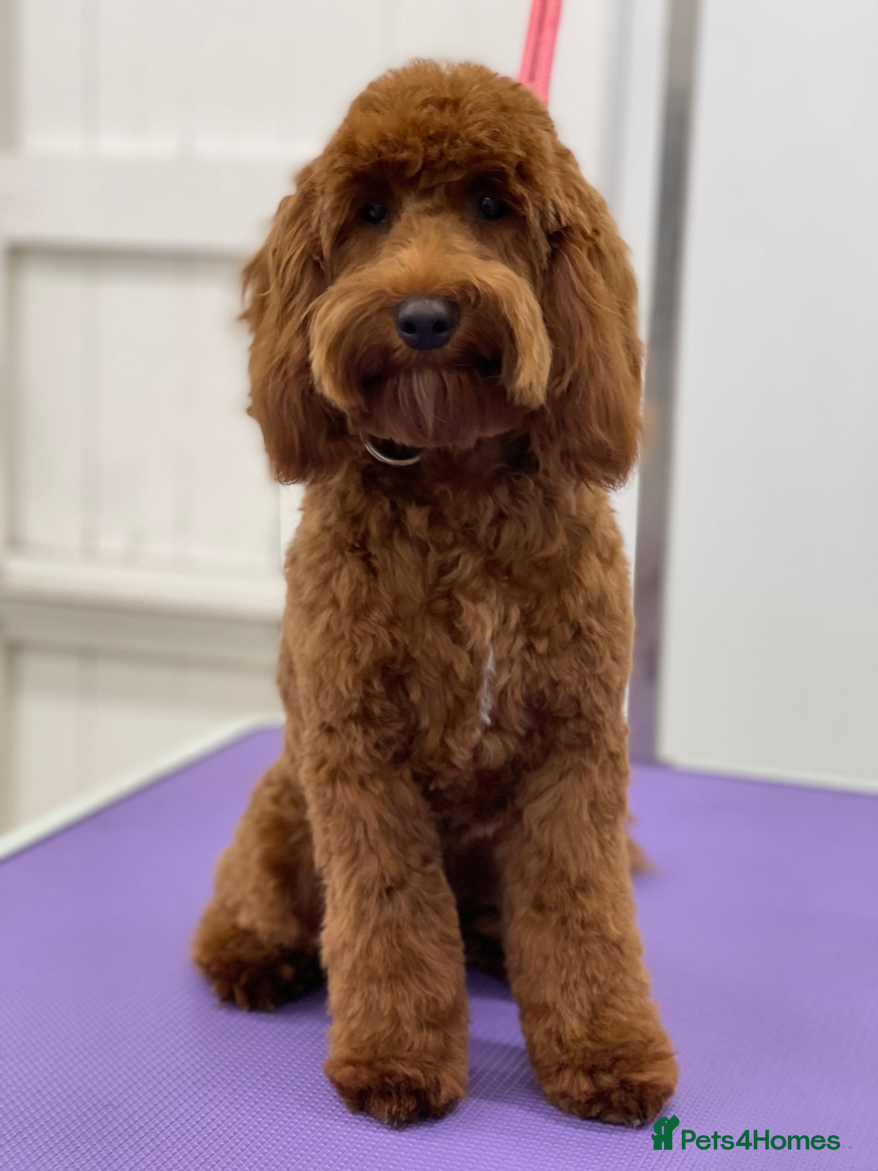 Cockapoo dogs Red F2b Cockerpoo  - Advert 15