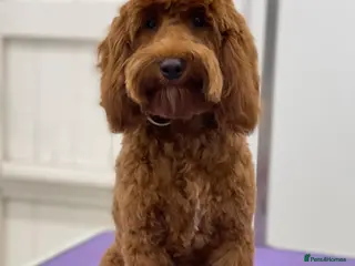 Cockapoo dogs Red F2b Cockerpoo - Advert 15