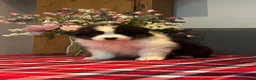 Australian Shepherd dogs for sale: STUNNING AUSTRALIAN SHEPHERD PUPPIES  - Advert 8