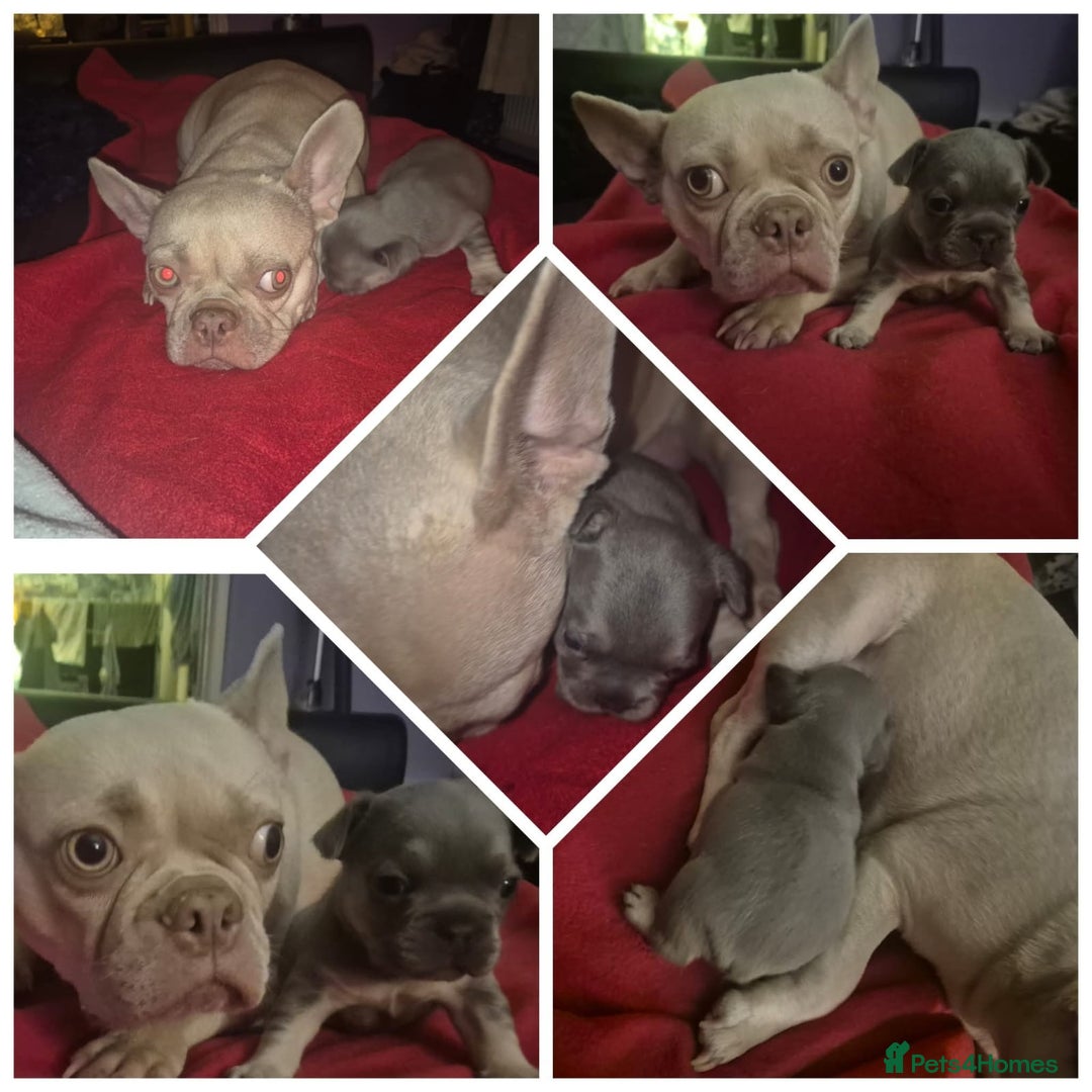 French Bulldog dogs for sale: Fluffy carrier French bulldogs - Advert 15