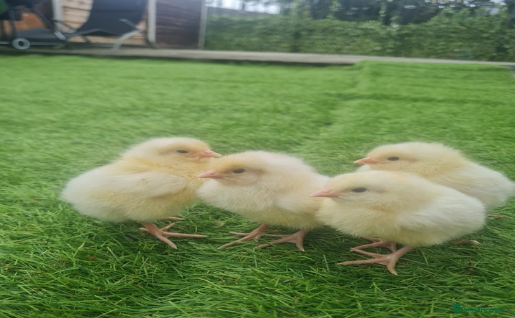 Chickens poultry - Advert 6