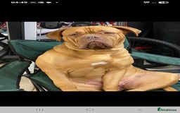 Dogue De Bordeaux dogs for sale: Dogue De Bordeaux Puppies-Champion Bloodlines - Image 2