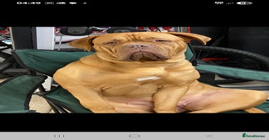 Dogue De Bordeaux dogs - Advert 3