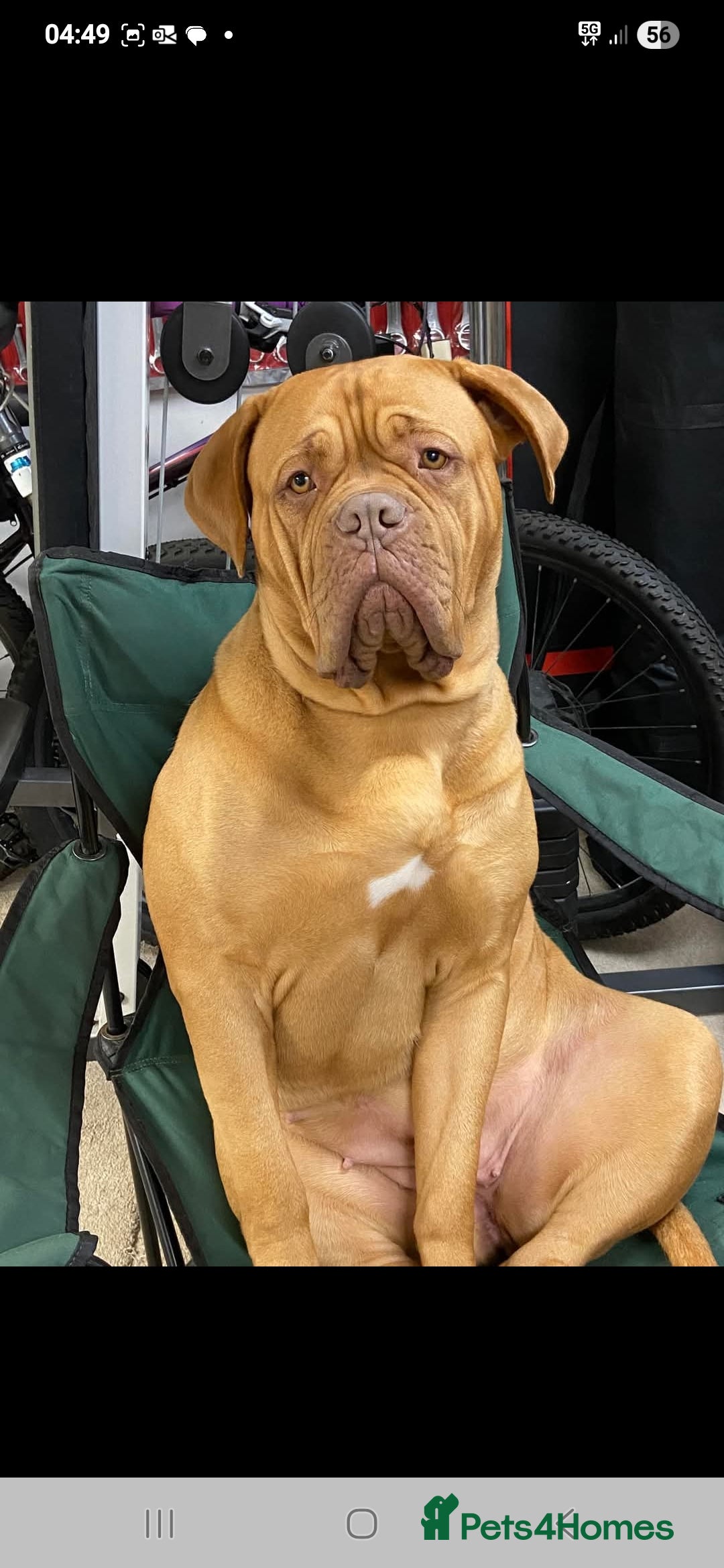 Dogue De Bordeaux dogs for sale: Dogue De Bordeaux Puppies-Champion Bloodlines - Image 2