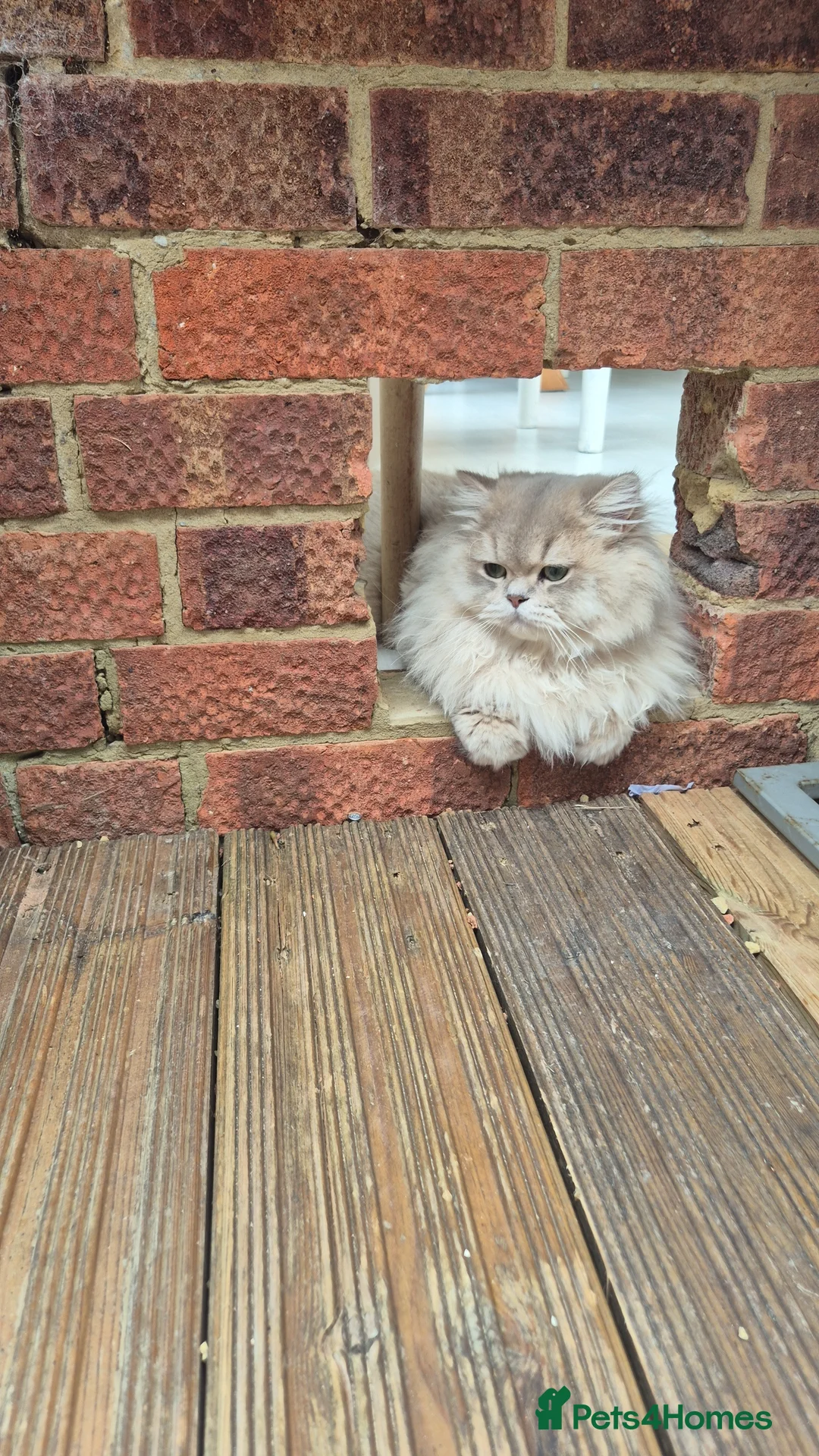 British Longhair cats for stud: British Longhair Stud  - Advert 1