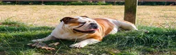 Mixed Breed dogs for sale: Bullhuahua Puppies  - Advert 1