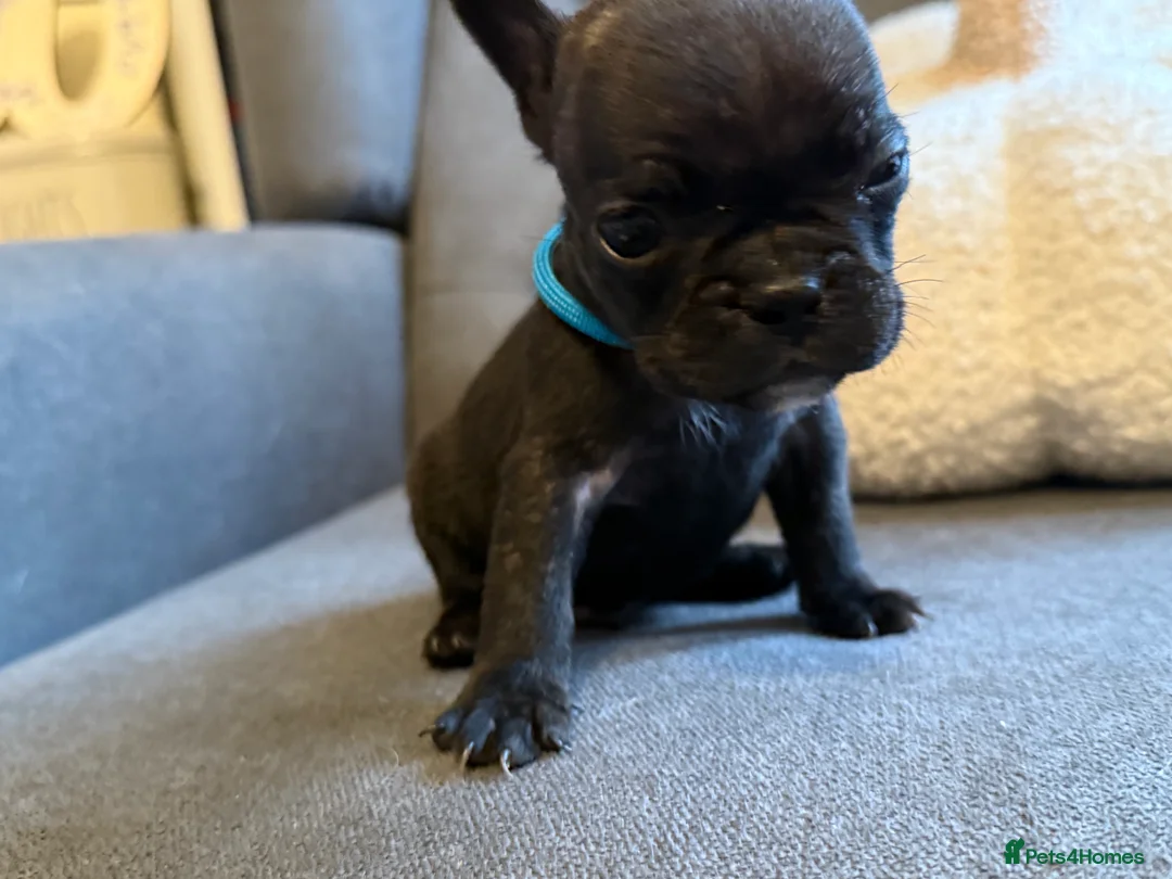 French Bulldog dogs for sale: ✨Stunning Pedigree French Bulldog Puppies✨ - Advert 18