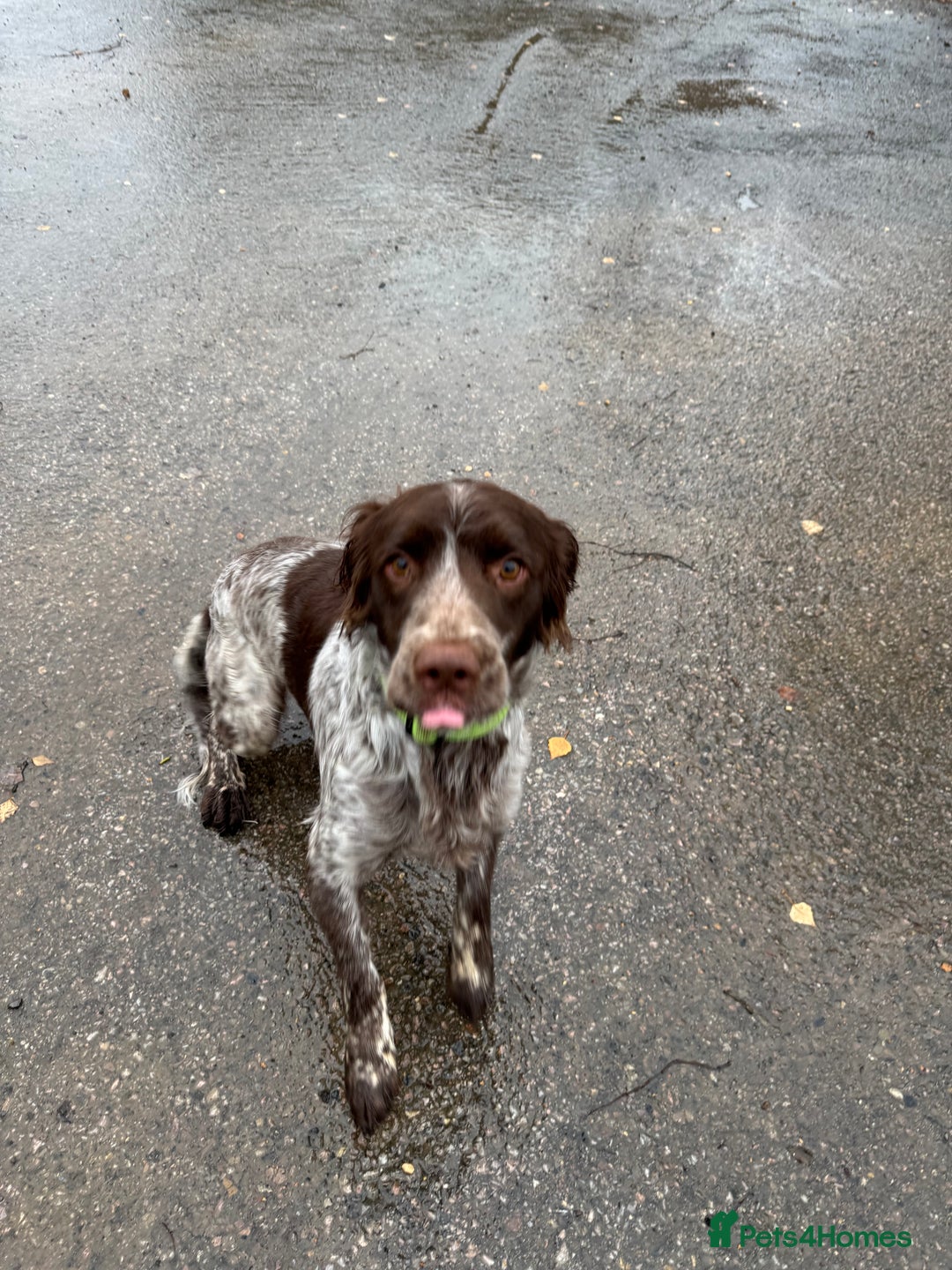 Sprocker dogs for sale: sprocker spaniel for sale  - Advert 4
