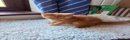 British Shorthair cats for sale: Fawn Tortie & Cinnamon Tortie sisters - Advert 24