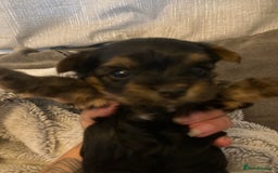 Mixed Breed dogs for sale: Biewer Yorkshire Terrier puppies for sale - Image 1