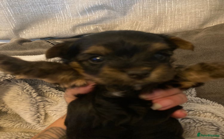 Mixed Breed dogs - Advert 4