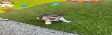 Fox Terrier 4