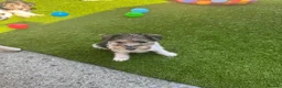 Fox Terrier dogs for sale: Beautiful Fox Terrier Puppies Available  - Advert 4
