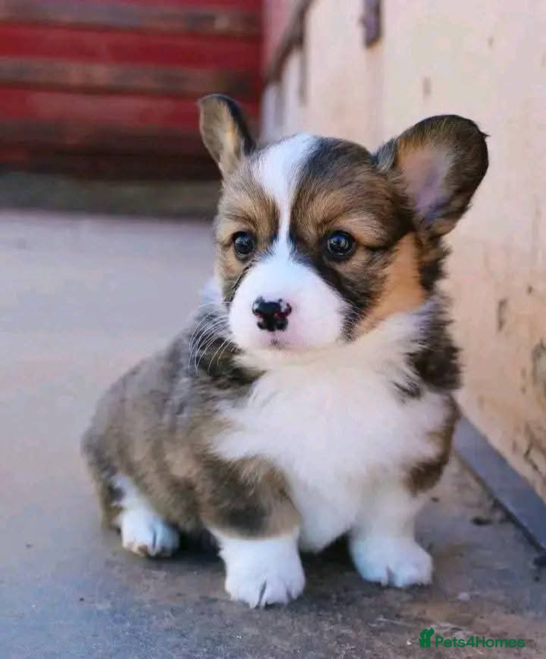 Welsh Corgi Pembroke dogs for sale: charming pembroke corgi - Image 2