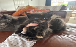 Maine Coon cats for sale: Half main coon kittens  - Image 22