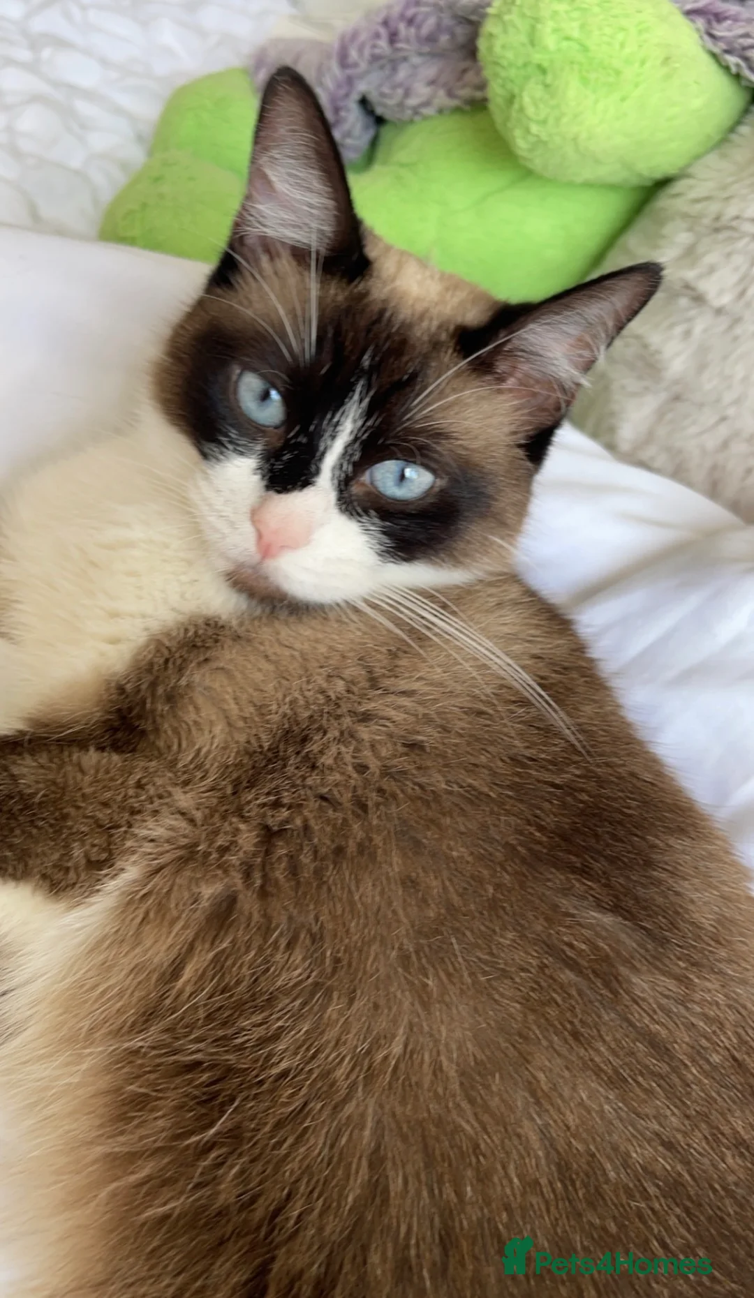 Mixed Breed cats for sale: 2 beautiful ragdoll x mix breed kittens - Advert 9