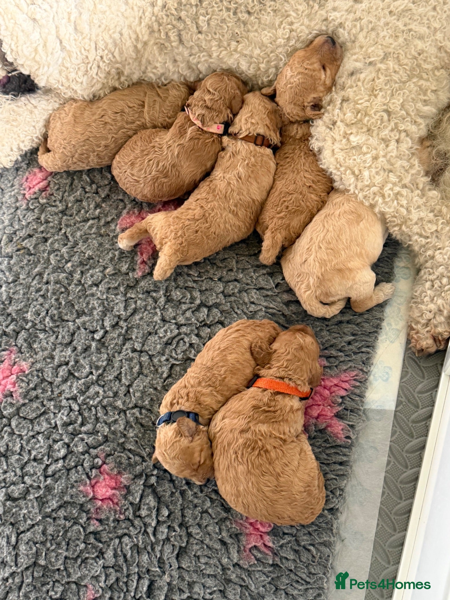 Miniature Poodle dogs DNA tested KC Miniature Poodles 0% coefficiency  - Advert 2