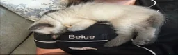Ragdoll cats for sale: Ragdoll Kittens, Ready Now - Advert 2
