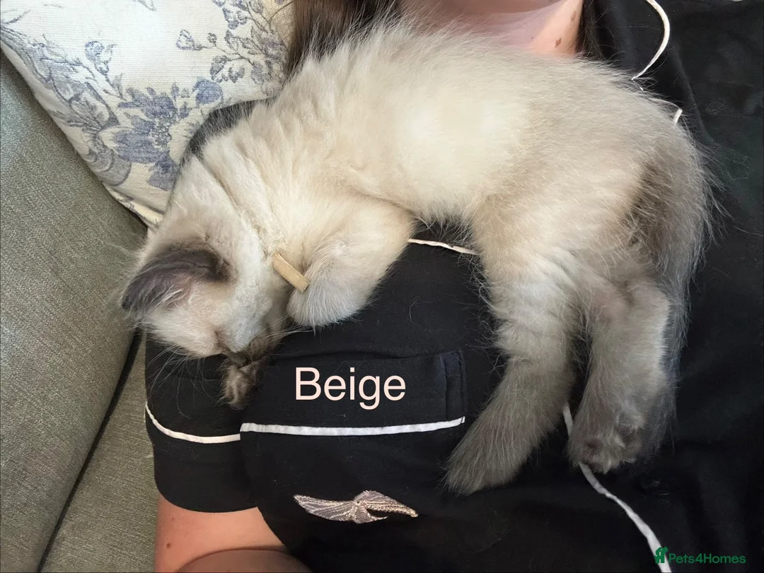 Ragdoll cats for sale: Ragdoll Kittens, Ready Now - Advert 2