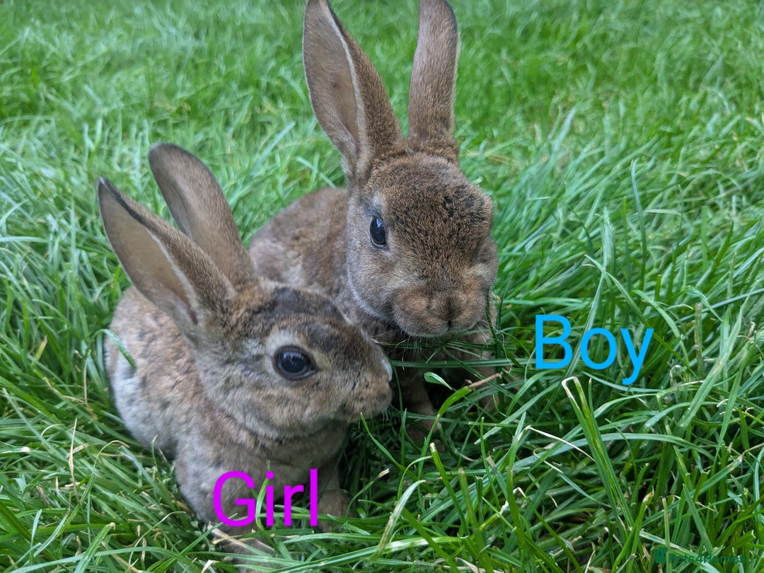 Rex rabbits for sale: Pure Bred Mini Rex Baby Rabbits  - Image 3