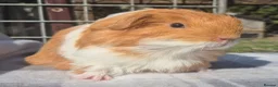 Guinea Pig rodents for sale: 2 x sheltie 1 x texel all boys.  - Advert 5