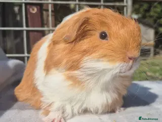 Guinea Pig rodents 2 x sheltie boys - Advert 3