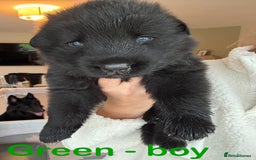 German Shepherd dogs for sale: Shepherd puppies for sale  - Image 9