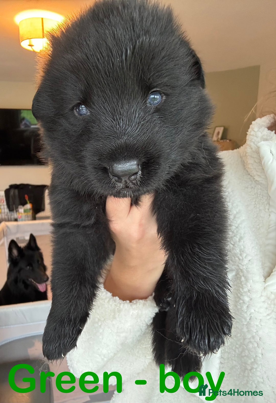 German Shepherd dogs for sale: Shepherd puppies for sale  - Image 9