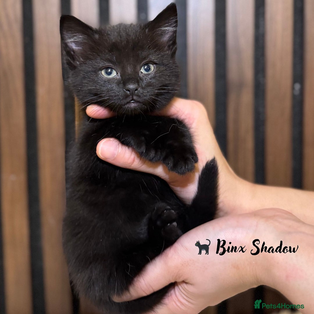 British Shorthair cats for sale: 🎃The Jack Frost Litter–Frost & Pumpkin Whiskers❄️ - Image 32
