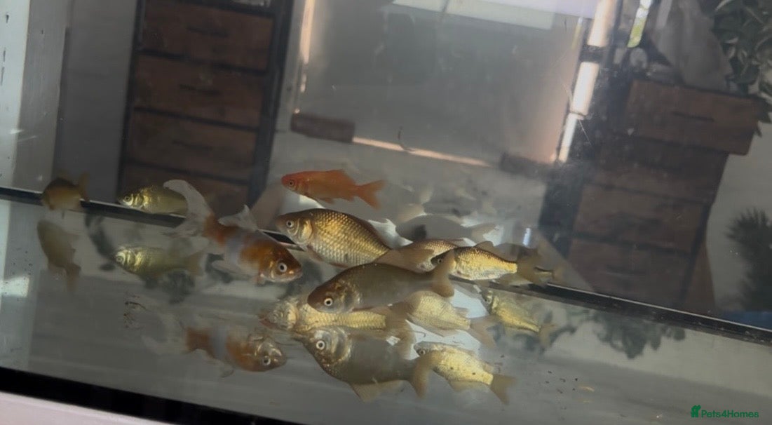 Goldfish fish Shabunkin Golffish Tench - Advert 2