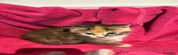 Mixed Breed cats for sale: Beautiful kittens  - Advert 11