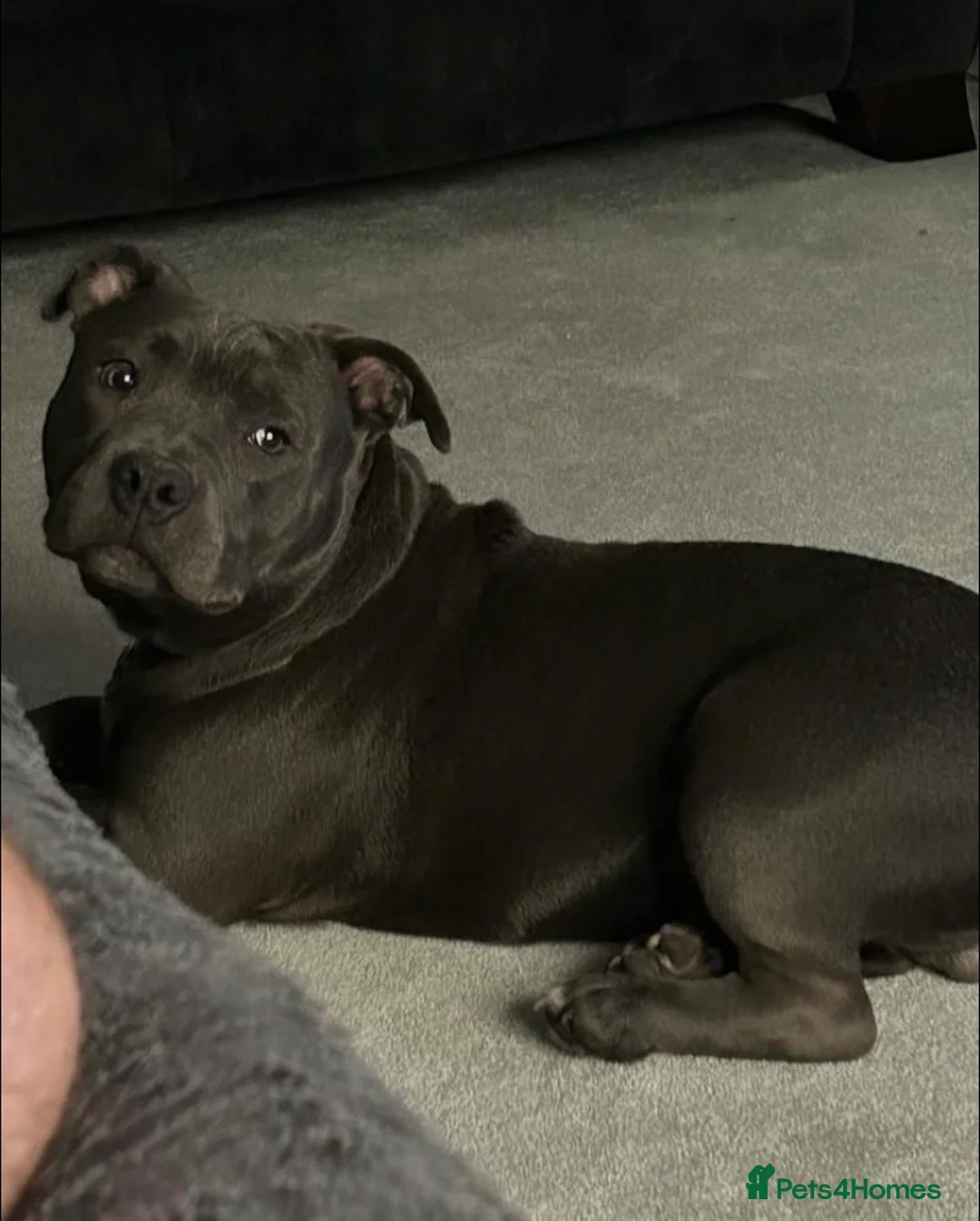 Staffordshire Bull Terrier dogs for sale: 🐾🐾SBT puppies for sale 🐶🐶 - Advert 9