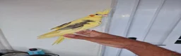 Cockatiels birds for sale: Super silly hand tamed baby budgies  - Advert 15