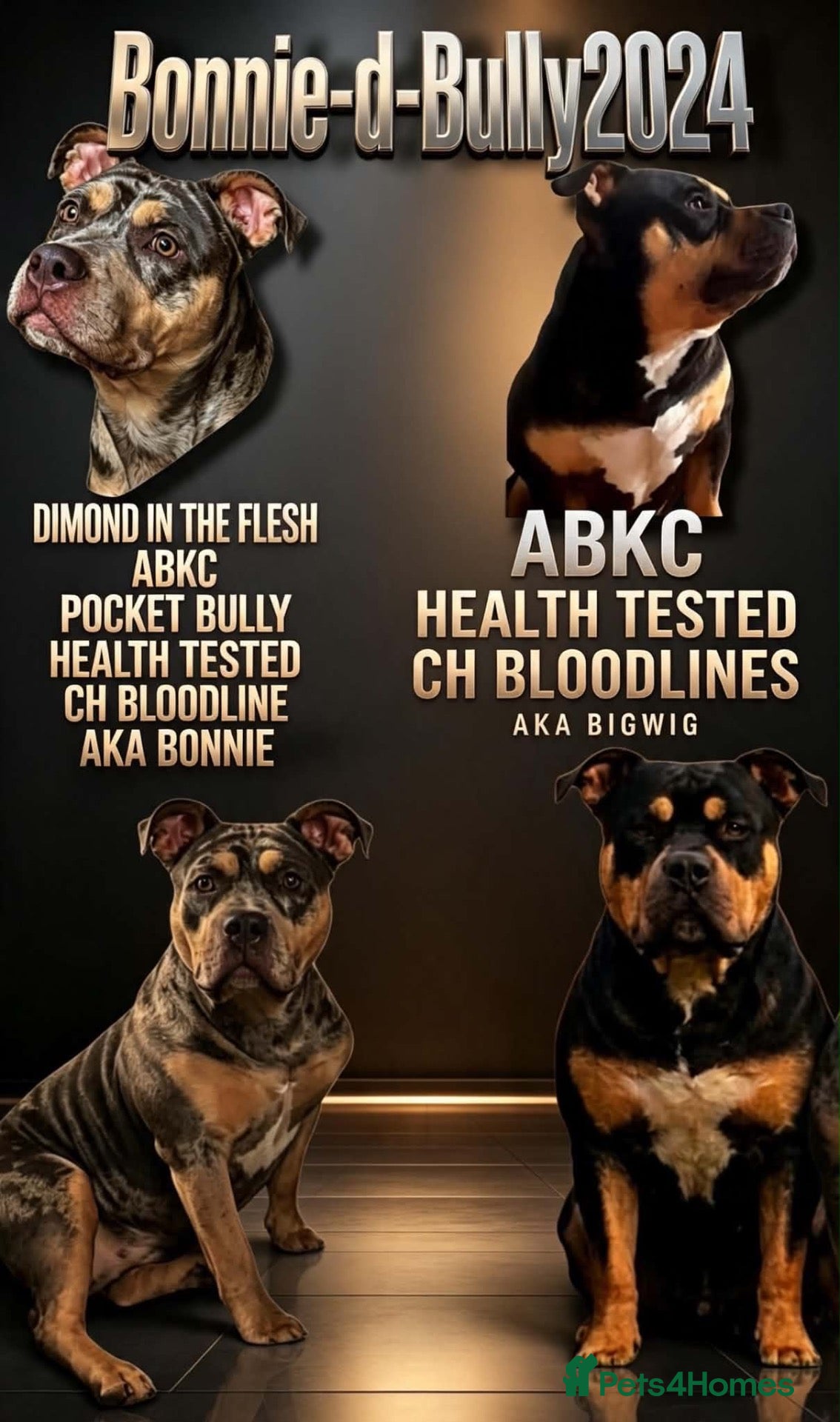 American Bully dogs Pocket bully pups  - Advert 13