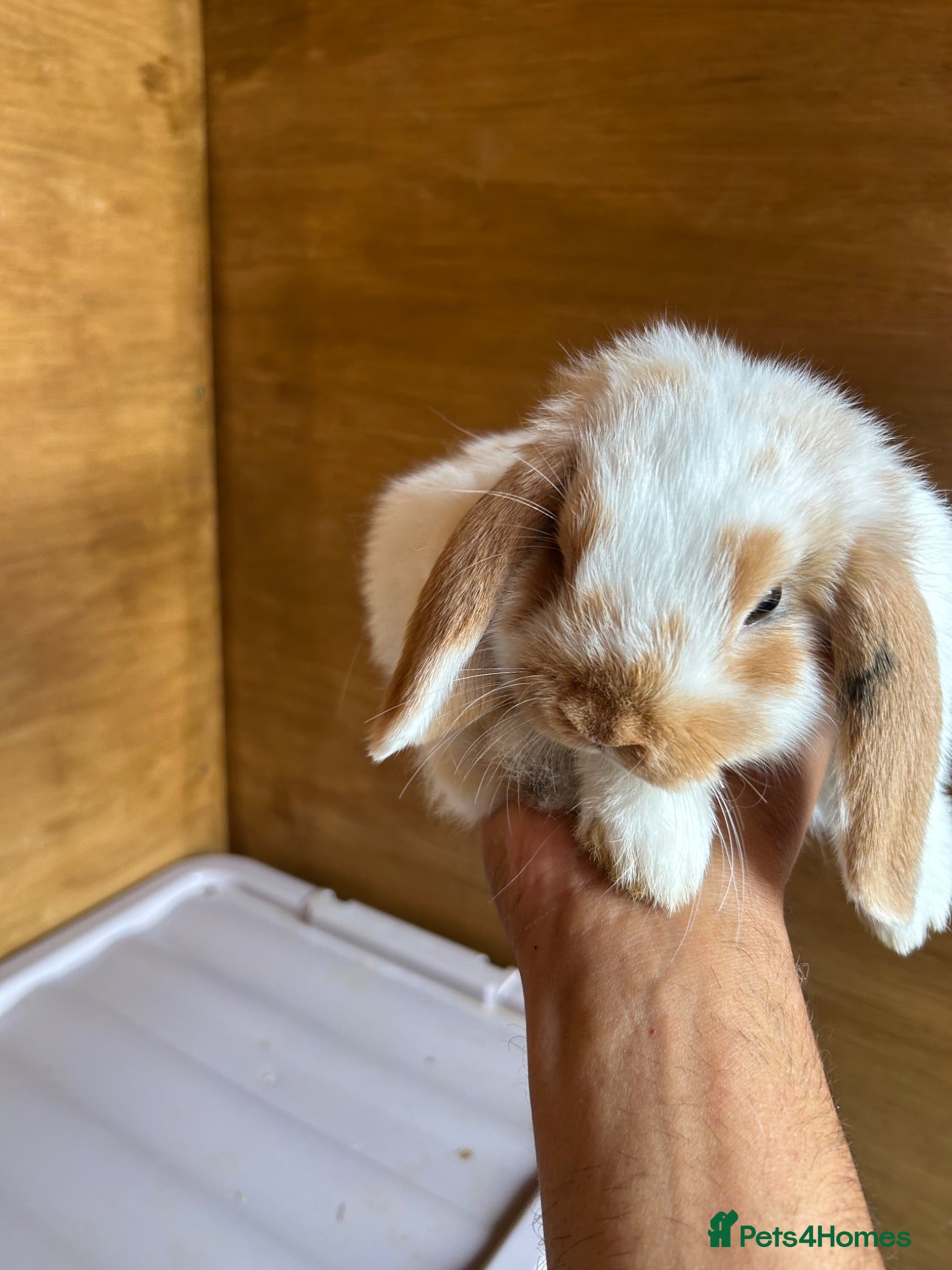 Dwarf Lop rabbits Mini Dwalf lop bunnies  - Advert 3