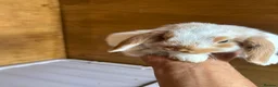 Dwarf Lop rabbits for sale: Mini Dwalf lop bunnies  - Advert 1