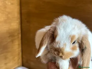 Dwarf Lop rabbits Mini Dwalf lop bunnies - Advert 3