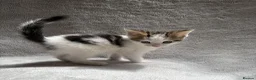 Mixed Breed cats for sale: Adorable Kittens Looking for Their Forever Home - Advert 13