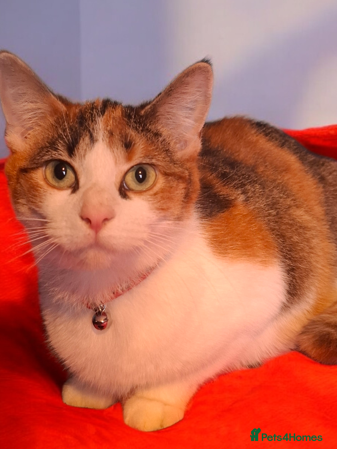 Domestic Shorthair cats Beautiful Kitten Looking for Her Forever Home  - Advert 5